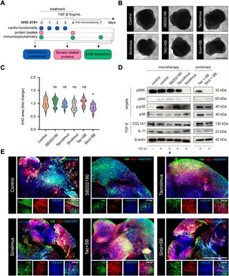 Immunosuppressants Tacrolimus and Sirolimus revert the cardiac antifibrotic properties of p38-MAPK inhibition in 3D-multicellular human iPSC-heart organoids